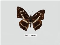 藏品(白圈帶蛺蝶)的圖片